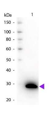 Western Blot Detection of GFP Using Biotin Conjugated Antibody